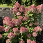 Hortenzia metlinatá (Hydrangea paniculata) ´LIVING COLOURFUL COCKTAIL´® by LIVING CREATIONS® - výška 20-30 cm, kont. C2L